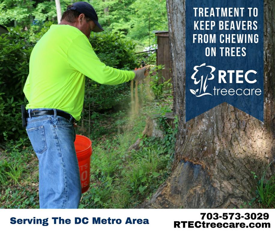 RTEC Treecare Tree Service Experts Falls Church VA